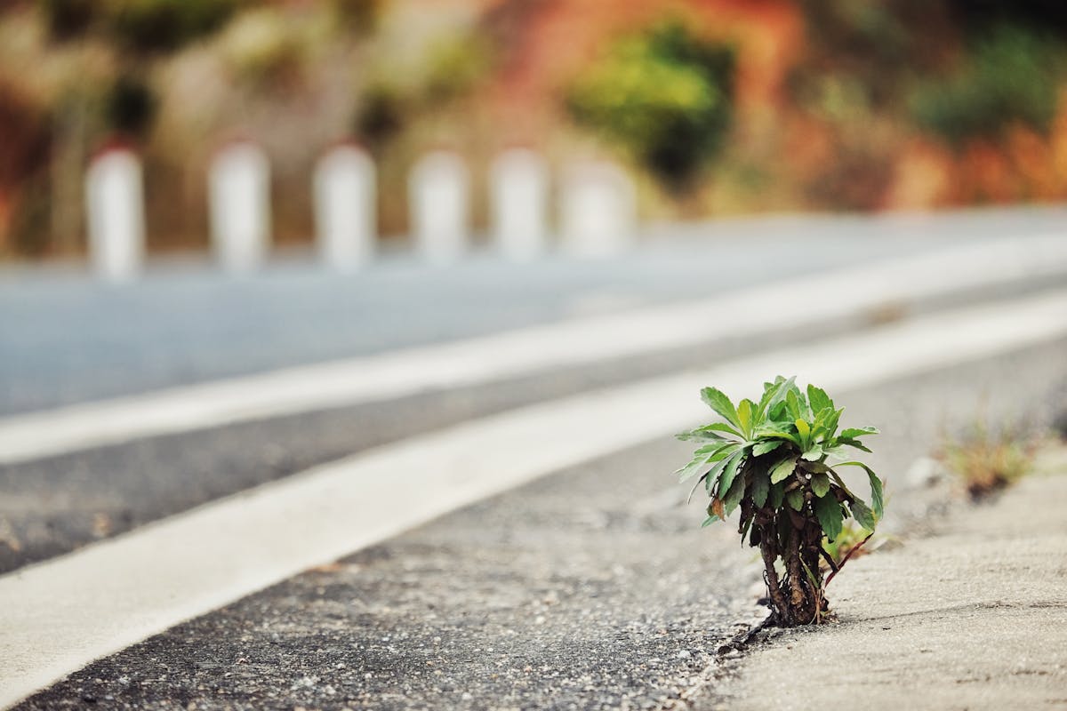 Small plant growing through asphalt — resilience and adaptability in a challenging world