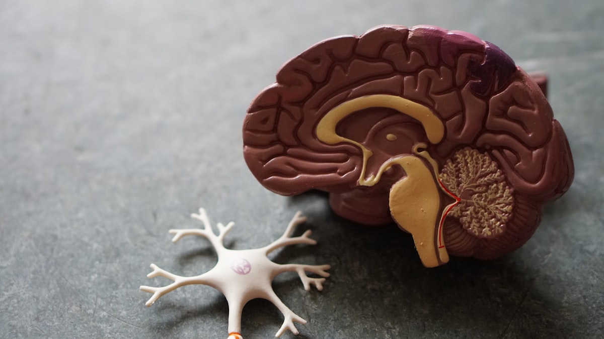 Brain model with neuron - neuroscience and learning